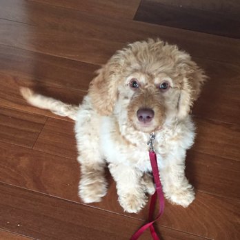 Porters Petsitting Services - Murphy a really cute Goldendoodle! - Dog Walkers Near Me - San Carlos, California Porters Petsitting Services - Murphy a really cute Goldendoodle! - Dog Walkers Near Me - San Carlos, California