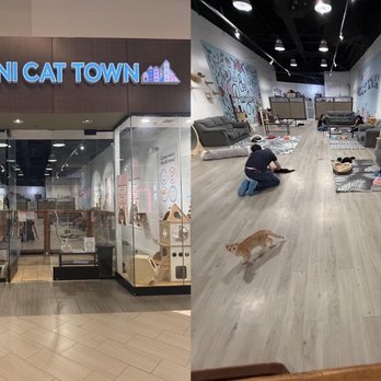 Great Mall - You can visit with the kitties, you can adopt one, or you can do both! - Shopping Centers Near Me - Milpitas, California