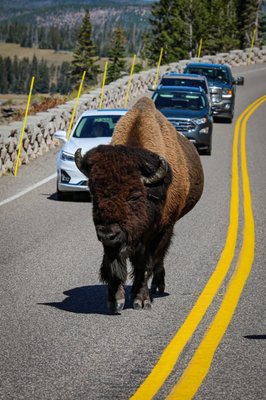 Hayden Valley by null