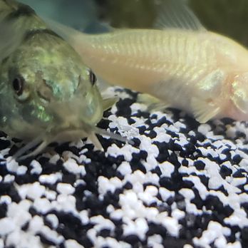 PetSmart Grooming - Peppered Cory Catfish and Albino Cory Catfish I bought from Petsmart. - Pet Stores Near Me - Redding, California