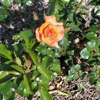 Rose Haven Heritage Garden - Enjoy the beauty of a rose. - Community Gardens Near Me - Temecula, California
