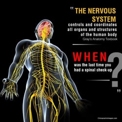 Andrey's Family Chiropractic - Only about 18% of nerve fibers transmit Pain, the rest 82% transmit FUNCTION. How well do you function?