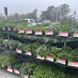 All types of plants