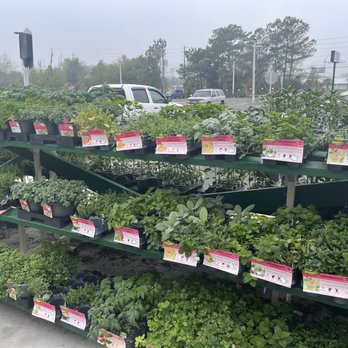 Tractor Supply - All types of plants - Nurseries & Gardening Near Me - Jacksonville, Florida