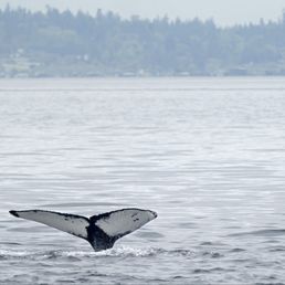 Humpback whale we saw in Puget Sound. Humpback whale we saw in Puget Sound.