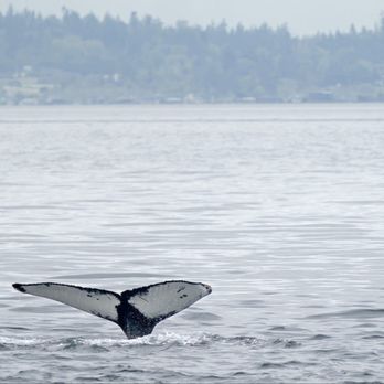 Puget Sound Express - Humpback whale we saw in Puget Sound. - Whale Watching Tours Near Me - Edmonds, Washington Puget Sound Express - Humpback whale we saw in Puget Sound. - Whale Watching Tours Near Me - Edmonds, Washington