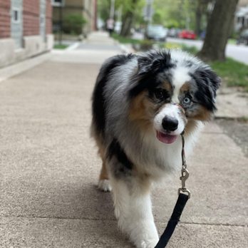 Chicago Doggo - Dog Walkers Near Me