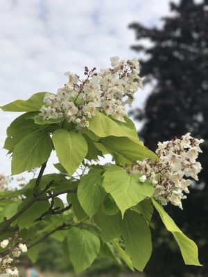 Cambridge University Botanic Garden by null