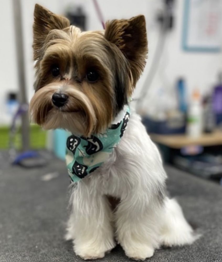 SUTTON’S SOUTHERN PET RETREAT Updated September 2024 68 Photos & 20