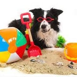 Your Happy Tails - On your next vacation, leave Fido in the comfort of his own home and call (240) 788-2457 - Your Happy Tails Pet Sitters
