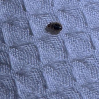 Hyatt Place Cincinnati/Blue Ash - Bedbugs - Hotels Near Me - Blue Ash, Ohio Hyatt Place Cincinnati/Blue Ash - Bedbugs - Hotels Near Me - Blue Ash, Ohio