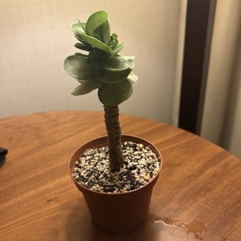 Moorten Botanical Garden - My newest purchase from Moorten's Botanical Garden - Nurseries & Gardening Near Me - Palm Springs, California Moorten Botanical Garden - My newest purchase from Moorten's Botanical Garden - Nurseries & Gardening Near Me - Palm Springs, California