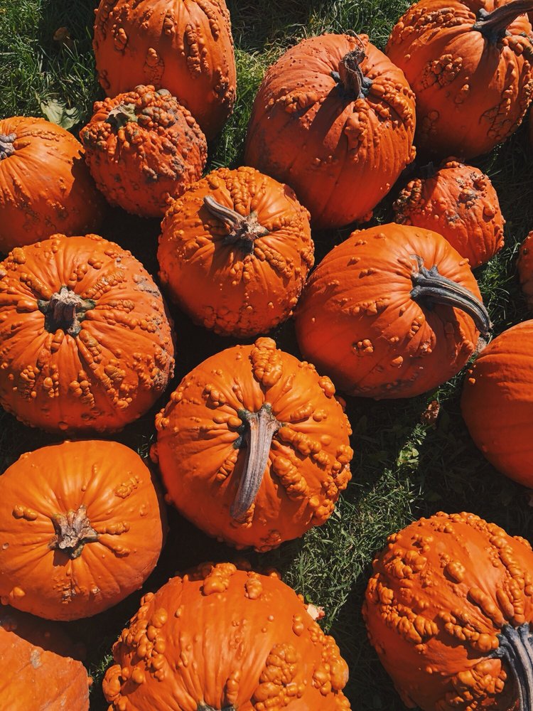 FORSYTHE FAMILY FARMS Updated August 2024 10 Photos 1025 Cragg