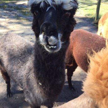 Jersey Shore Alpacas - Zoos Near Me - Cape May, New Jersey