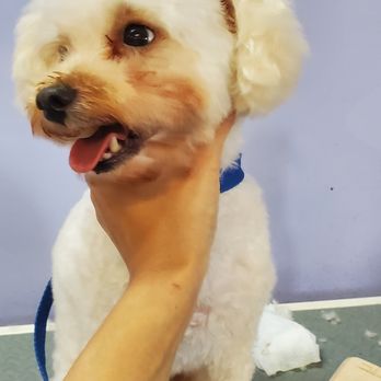 Jilly's Puff and Fluff Grooming - So happy! - Pet Groomers Near Me - Oldsmar, Florida Jilly's Puff and Fluff Grooming - So happy! - Pet Groomers Near Me - Oldsmar, Florida