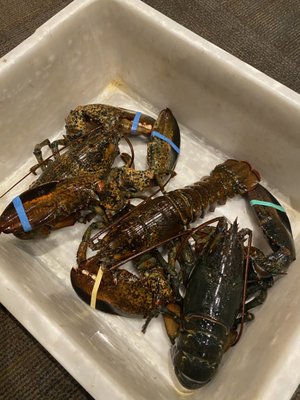 Fishman Lobster Clubhouse Restaurant by null