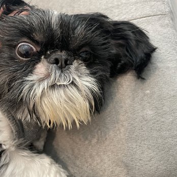 Petco - Uneven cut on his facial area - Pet Stores Near Me - Napa, California