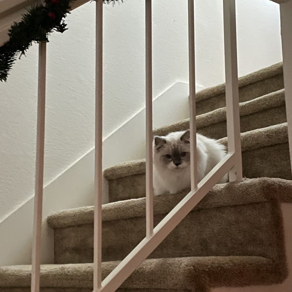 Ragdolljjsweeti - Her first exploring in our home - Pet Breeders Near Me Ragdolljjsweeti - Her first exploring in our home - Pet Breeders Near Me