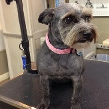 Kritter Kutz - Pet Groomers Near Me - Monticello, Iowa Kritter Kutz - Pet Groomers Near Me - Monticello, Iowa