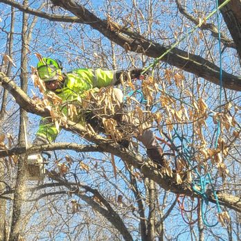 River City Tree Services - Securing branches lower - Tree Services Near Me - Manchester, Missouri River City Tree Services - Securing branches lower - Tree Services Near Me - Manchester, Missouri