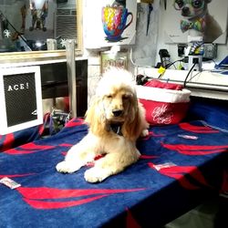Fox And The Hounds Mobile Pet Spa - Ace the cocker spaniel puppy!