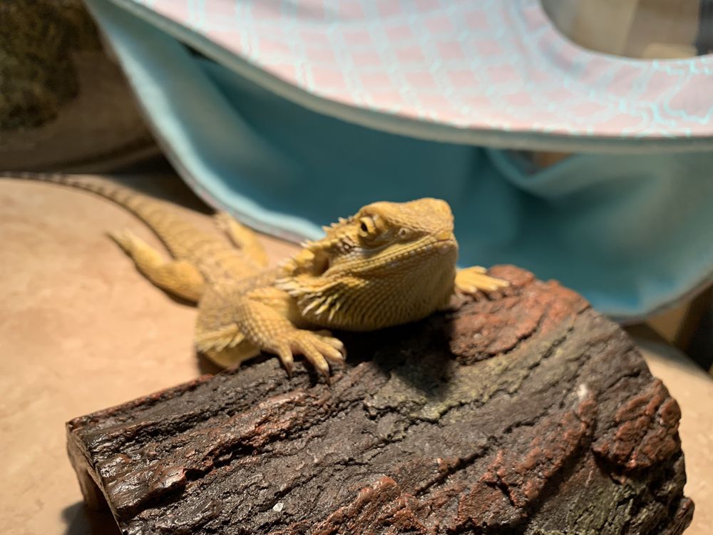 SCALES ‘N TAILS ENGLEWOOD 26 Photos & 47 Reviews Reptile Shops