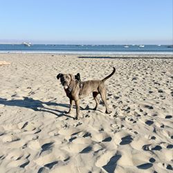 Olde Port Beach