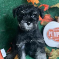 Richberg’s miniature schnauzers