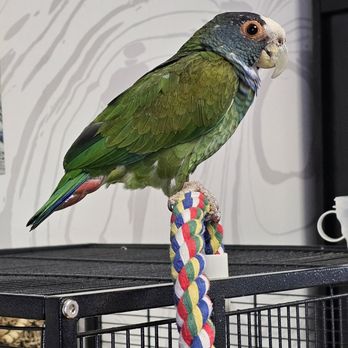 Birds By Us - Pet Breeders Near Me Birds By Us - Pet Breeders Near Me