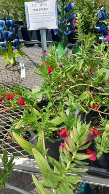 Green's Produce and Plants by null