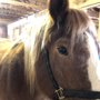 Photo of Center For Adaptive Riding