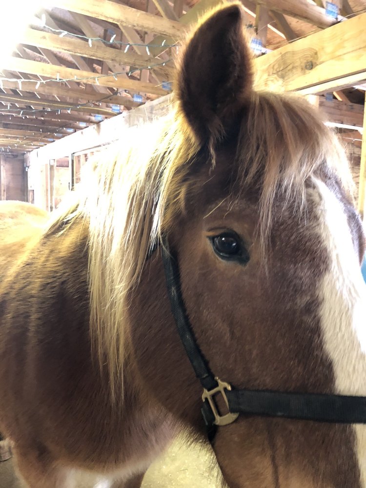 Center For Adaptive Riding - equestrian in Reno, NV