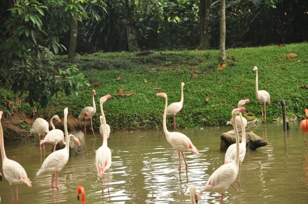 Zoo Negara Malaysia by null