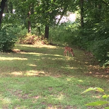 Bernice State Park - Baby fawn foraging for breakfast - Parks Near Me - Afton, Oklahoma