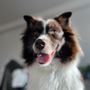 Photo of Lovepup Dog Training