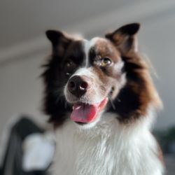 Lovepup Dog Training