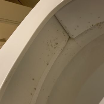 BridgePointe Hotel & Marina - Mold in the toilet that they didn't clean once in 14 days - Hotels Near Me - New Bern, North Carolina BridgePointe Hotel & Marina - Mold in the toilet that they didn't clean once in 14 days - Hotels Near Me - New Bern, North Carolina