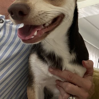 Dog On Fun - Biscuit and Samantha - Pet Sitting Near Me - Covina, California