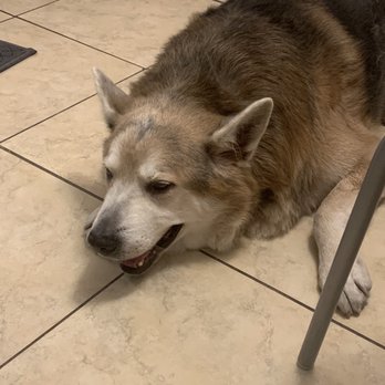Animal Samaritans Veterinary Clinic Thousand Palms - feeling those drugs! but clean, calm and happy. - Pet Services Near Me - Thousand Palms, California Animal Samaritans Veterinary Clinic Thousand Palms - feeling those drugs! but clean, calm and happy. - Pet Services Near Me - Thousand Palms, California