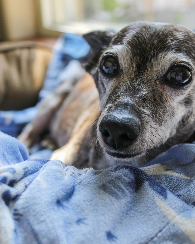 Olympia Pet Emergency