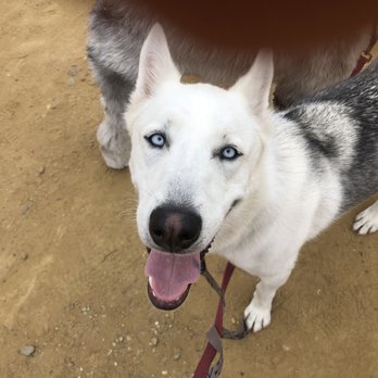 See Spot Behave - Tundra: two tons of fun! - Pet Training Near Me See Spot Behave - Tundra: two tons of fun! - Pet Training Near Me