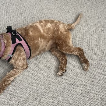 Spago Dog - Shaved Cockapoo including the tail which will take over a year to grow back. - Pet Groomers Near Me - Oakland, California Spago Dog - Shaved Cockapoo including the tail which will take over a year to grow back. - Pet Groomers Near Me - Oakland, California