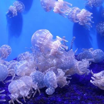Seattle Aquarium - Jelly fish tank - Aquariums Near Me - Seattle, Washington Seattle Aquarium - Jelly fish tank - Aquariums Near Me - Seattle, Washington