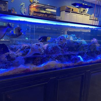 Corals and Fins - Salt water tank - Aquarium Services Near Me - Tampa, Florida Corals and Fins - Salt water tank - Aquarium Services Near Me - Tampa, Florida