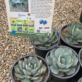 Garden View Nursery - Agaves in #5 containers - Nurseries & Gardening Near Me - Irwindale, California Garden View Nursery - Agaves in #5 containers - Nurseries & Gardening Near Me - Irwindale, California