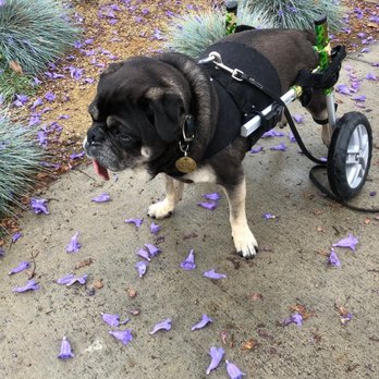 Two Hands Four Paws - Rotti in his regular cart on a drizzly LA morning.. - Veterinarians Near Me - Los Angeles, California Two Hands Four Paws - Rotti in his regular cart on a drizzly LA morning.. - Veterinarians Near Me - Los Angeles, California
