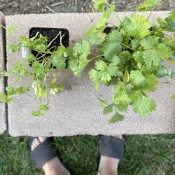 Summer Blooms - The cilantro on the left is 2.99 from summer bloom. The cilantro on the right was from creek side and it was 1.50.