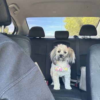 Royal Oak Dog Grooming - Pet Groomers Near Me - Edmond, Oklahoma
