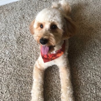 Pin Up Pets - After - Pet Groomers Near Me - Chandler, Arizona Pin Up Pets - After - Pet Groomers Near Me - Chandler, Arizona