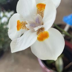 Paradise Garden Supply